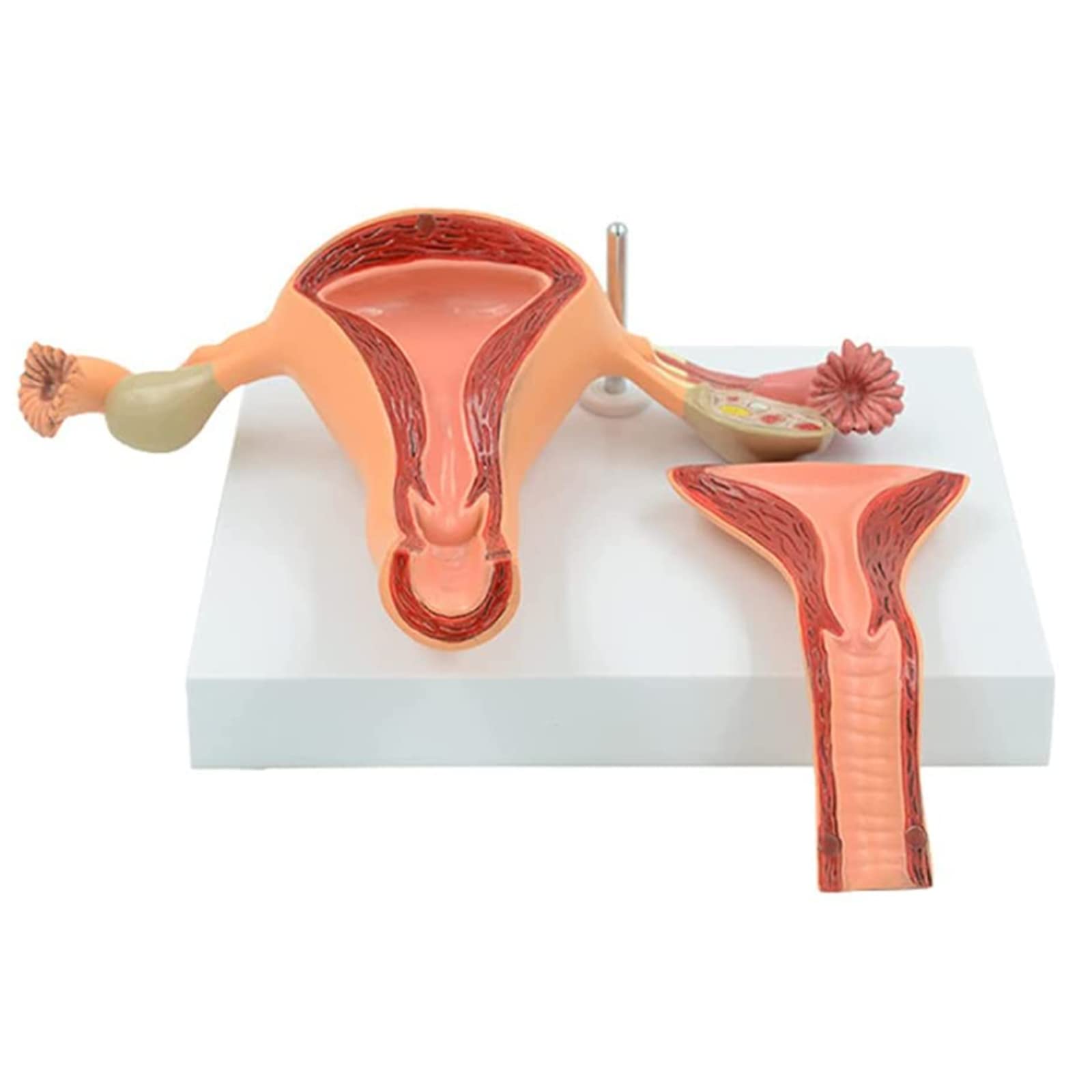 1Pc Female Reproductive Organs Anatomy Model Uterus Model