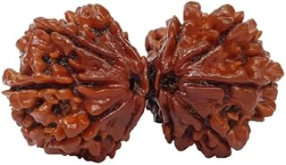 SRT Rudra Gauri Shankar Rudrksha Original Certified Gori Sankar Rudraksha With Certificate Gauri Shankar Rudraksha Pendant... Price In India