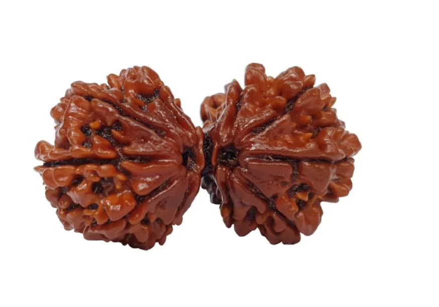 SRT Rudra Gauri Shankar Rudrksha Original Certified Gori Sankar Rudraksha With Certificate Gauri Shankar Rudraksha Pendant... - Review, Price and Buying Guide