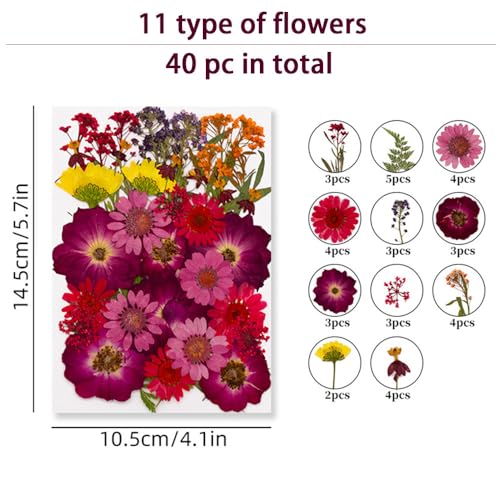 Flores secas coloridas prensadas 42 piezas para manualidades miniatura 2