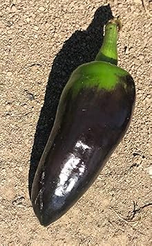 Black Jalapeno Pepper Premium Seeds for Planting Packet Record Hottest in The World + More