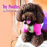 Toy Poodles 2014 Wall Calendar