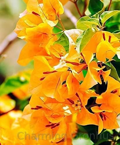 See full amazon price history chart for Charming Gronhus Live Green Bougainvillea Dwarf Yellow Plant Live Out Natural Plant With Black Plastic Pot Charming Gronhus Live Green Bougainvillea Dwarf Yellow Plant Live Out Natural Plant With Black Plastic Pot (B0CQNLMTTJ) Amazon Price History, Amazon Price Tracker