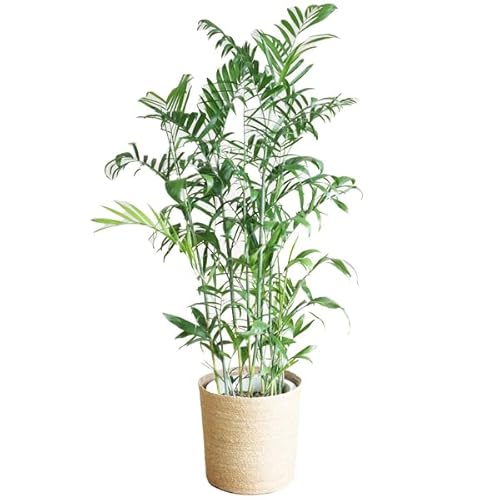 観葉植物 チャメドレア」の人気商品一覧 | 安い商品を通販サイトから