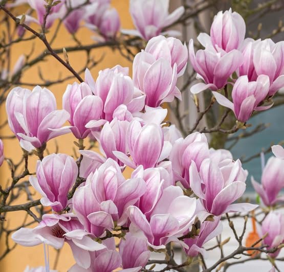 Tulpenmagnolie, Magnolia x soulangeana, mehrtriebig, 60-80cm im 3L Topf