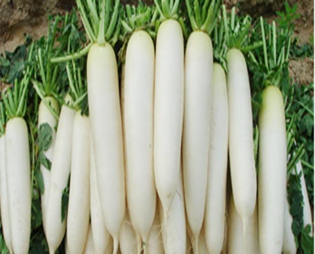 Radish Warsha Bahar Seeds Hybrids F1 Vegetable Seeds for Home Garden for Planting for All Season (200 seeds) By Zabbus (B0BJ33FDHQ) Amazon Price History, Amazon Price Tracker