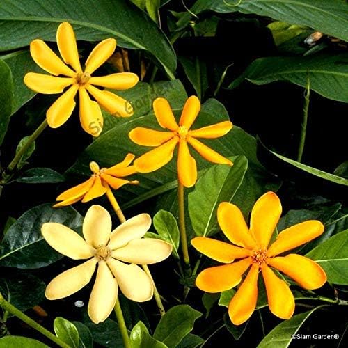 Gandharaj (Yellow) Flowering Plant For Home Garden Yellow Gandharaj Live Flower Plant (B0CWGNM2NK) Amazon Price History, Amazon Price Tracker