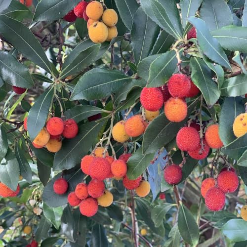 Image of Arbutus unedo 'Compacta' - Compact Strawberry Tree with Evergreen Foliage and Edible Fruits | Perfect for Year-Round | Ideal for Sheltered Positions - 1x 3 Litre Potted Plant by Thompson & Morgan