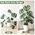 KINGLAKE Plant Trellis for Climbing Plants Indoor Outdoor - 2 Pack 32.7 Inch Green Expandable Metal Garden Trellis for Potted Climbing Plants Support Flower Vine Ivy Monstera Houseplant with Tape