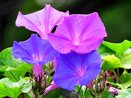Morning Glory Seed Mix Ipomoea Seeds For Planting 30+ Flower Seeds Non-Gmo #TOP2