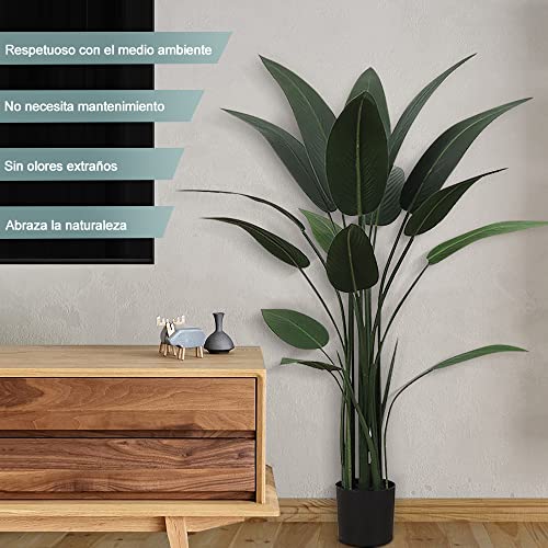 Comparativas de Ficus benjamina disponible en línea. 10 Imagen adicional
