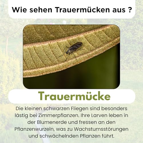 FairyFly® SF Nematoden gegen Trauermücken (10 Mio für 20 m² / 100 Pflanzen) – Nematoden zum Gießen für Zimmerpflanzen… – Ansicht 3