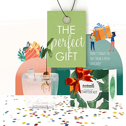 Eco-Friendly Way to Grow Avocado from Seed - Image 9