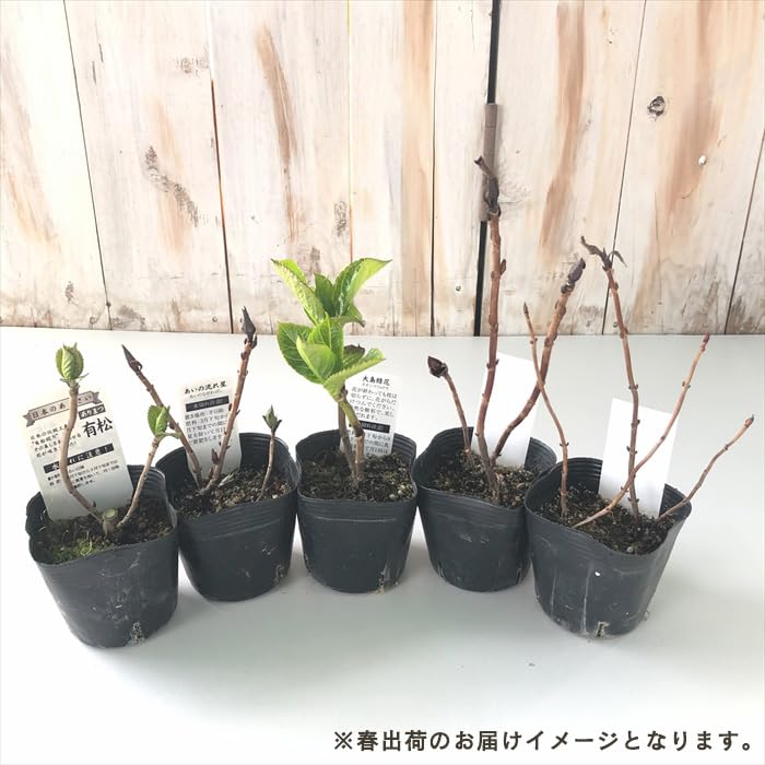 Amazon.co.jp: 予約販売 山アジサイ 星の雫 9cmポット 苗 花苗 苗木 山
