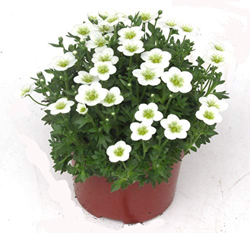 Bodendecker weiße Blüten Die 16 besten Produkte im Vergleich