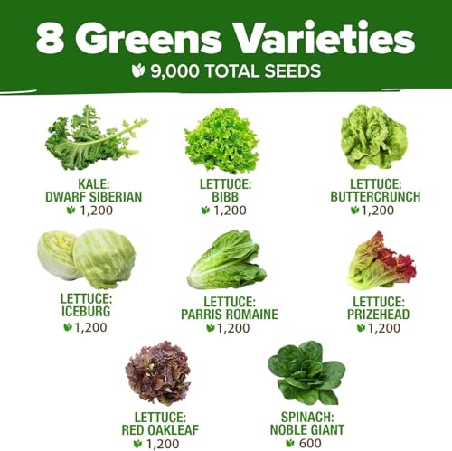 Image of HOME GROWN Lettuce Seeds 8 Variety Mix 9000+ Bulk Pack Heirloom Non-GMO, High Germination, Romaine, Bibb, Buttercrunch, Leafy Greens,Indoor Outdoor Hydroponic Garden, Cut & Come Again (Lactuca sativa)