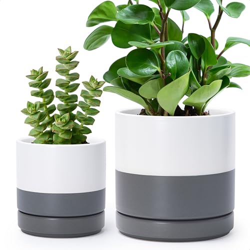 D'vine Dev 2-Pack Ceramic Pots with Saucers White Grey 4/6 in 94-G-S-6