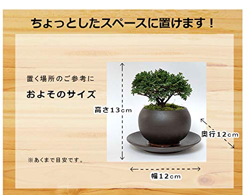 A*I様 連山檜　鉢かっこいいです A*I様 連山檜 鉢かっこいいです