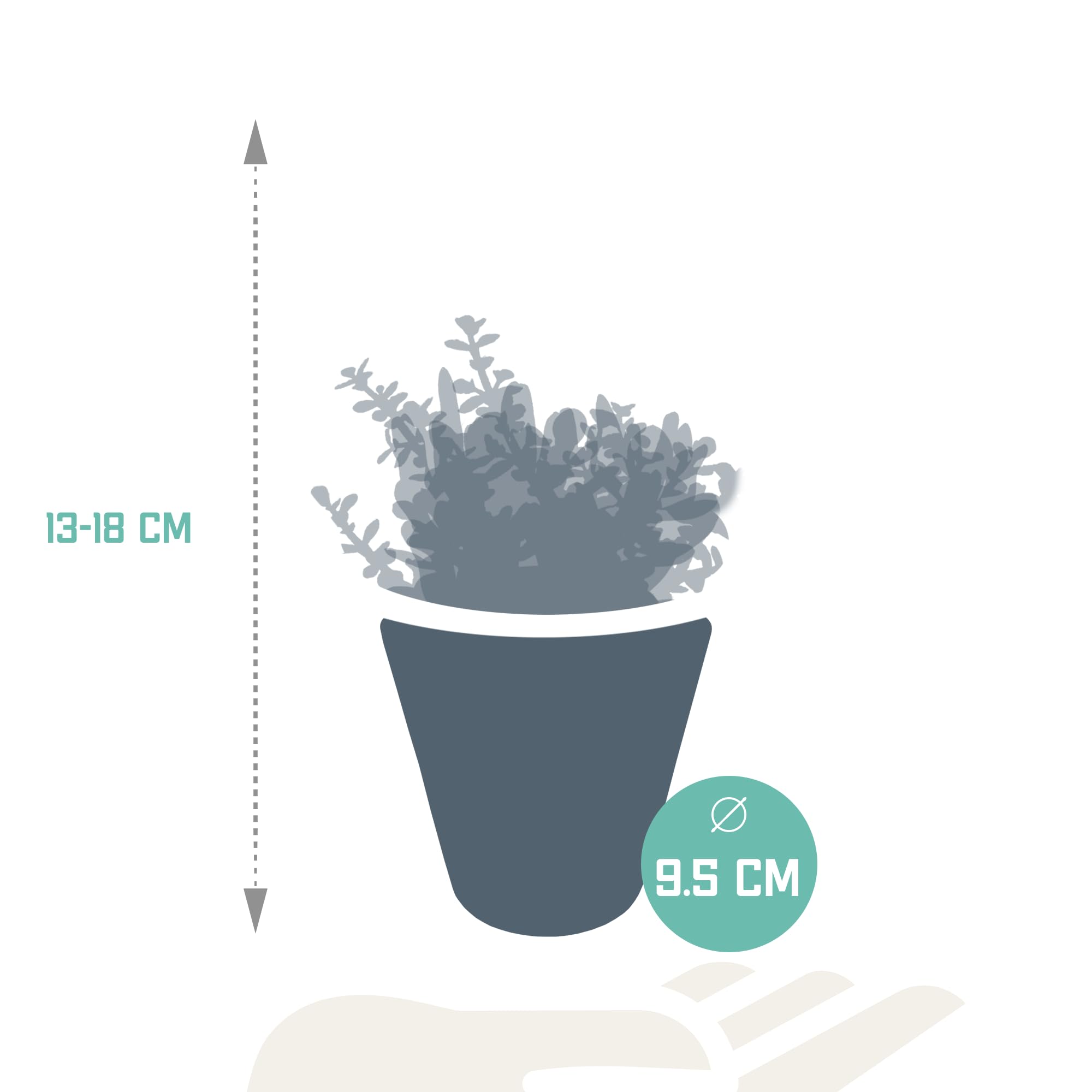 Mix Crassula in Vaso Bianco, Piante Grasse da Interno, 8.5 cm, Set da 3