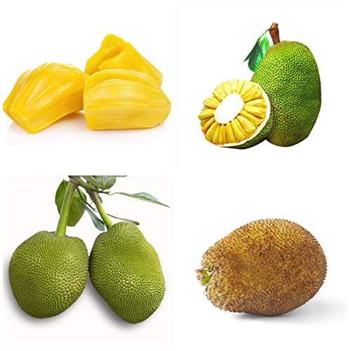 50 Semillas de jaca Semillas de árboles frutales Plantas de interior Semillas de árboles Semillas Plantas de balcón Plantas resistentes perennes resistentes para semillas de balcón Flanzen
