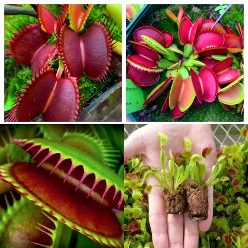 1000+ Venus Flytrap Plant Seeds - Venus Fly Trap Seeds for Planting Indoor - Dionaea 'Dentate Traps' + Red Dragon Venus Flytrap