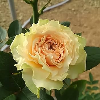 和バラ苗　正規品　『千』 Amazon.co.jp: 予約販売 バラ苗 バラ新苗 千重波 契約品種 薔薇