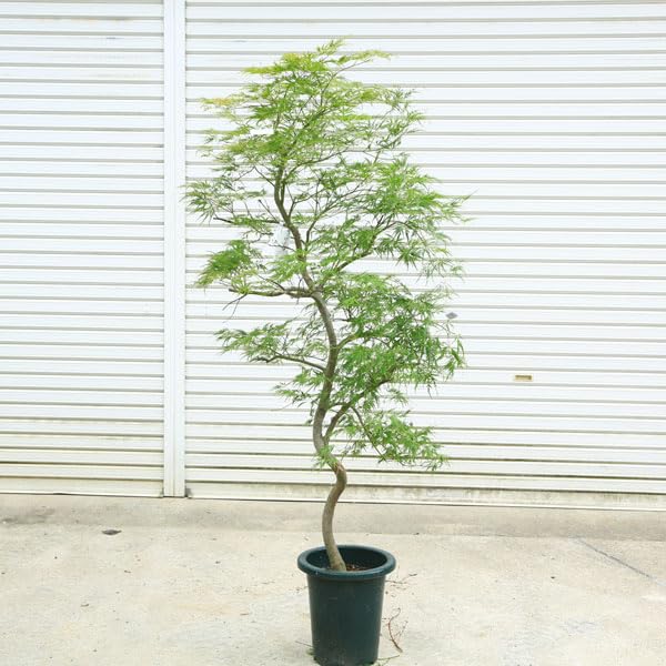 Amazon.co.jp: 庭木・植木：青しだれもみじ（青枝垂れ）* そのまま