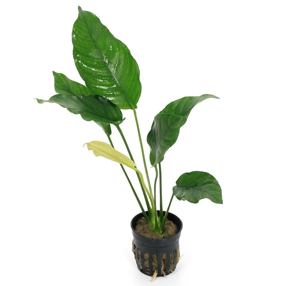 アヌビアス バルテリー バー バルテリー 斑入り 1株 (水上葉) アヌビアス バルテリー バー バルテリー 斑入り 1株 (水上葉