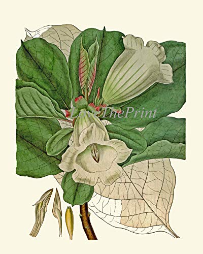 White Flower Botanical Wall Art Prints Set Of 6 - Unframed - Beautiful Antique Peony Gardenia Star Of Bethlehem Magnolia Cactus Trumpet Home Room Decor To Frame Cu #TOP6