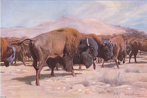 Peinture sur toile bison sauvage tableau décoration chambre 60x90cm