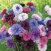 Burpee Tall Double Cornflower Seeds - Heirloom Blue Bachelor Buttons #3