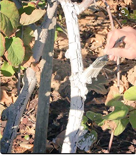 Iv Organic 3-In-1 Plant Guard, 1 Pint (White) #TOP4