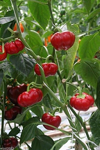 Miniatura 3 de PIMIENTA - Calabaza roja brasileña Aji (C. baccatum). Muy hermosa y muy rara (10 semillas)