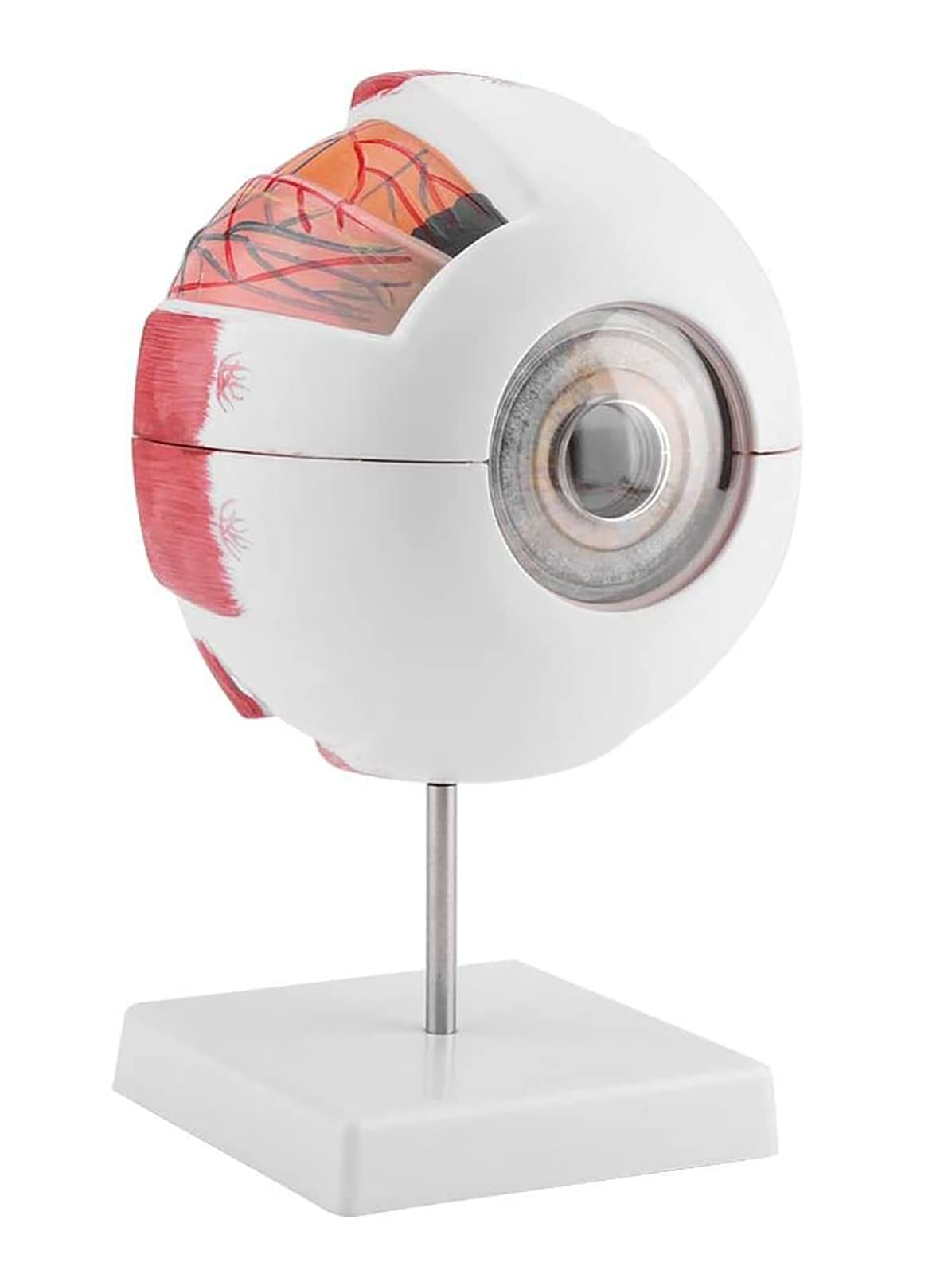 Modello didattico, ingrandimento 6X Modello anatomico della Sfera dell'occhio Umano Strumenti di visualizzazione per l'apprendimento anatomico per l'istruzione