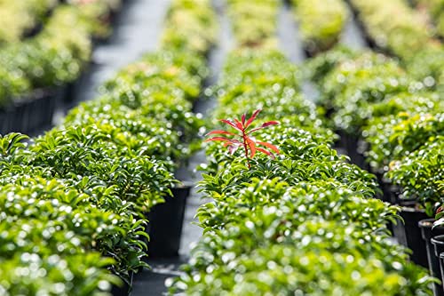 Pieris japonica 'Bonfire' 20-25 cm – Immergrün, Winterhart, Pflegeleicht – Japanische Lavendelheide – Zierstrauch für Garten & Kübel