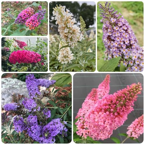 Butterfly Bush Seeds, Fragrant Shrub, Scented Garden, Sensory Plant, Evening Fragrance 350pcs