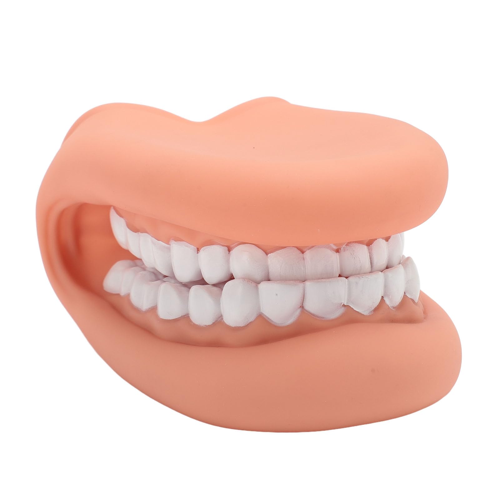 Marioneta de Boca de 28 Dientes con Lengua, Modelo de Demostración para Enseñanza de Niños, Silicona Bjorem