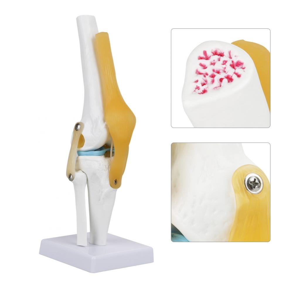 Skelett Anatomie Lebensgroß Anatomisches Kniegelenk Mit Bändern Modell,32CM Skelett Anatomie Wirbelsäule Knochenmodell Medizinisches Kniegelenk Osteoporose Anatomisches Modell Für Hobbyisten
