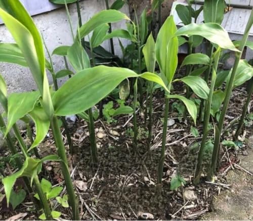 茗荷 みょうが ミョウガの苗 地下茎 5株のサムネイル