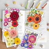 Zoom IMG-1 122 pezzi grandi fiori secchi Zoom IMG-1 122 pezzi grandi fiori secchi