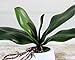 Yokoke 4 Pcs Big Size Artificial Green Phalaenopsis Simulation Moth Orchid Leaf Real Latex Touch Green Plant 5 Petals for Flowers Garden Bonsai Decor 10