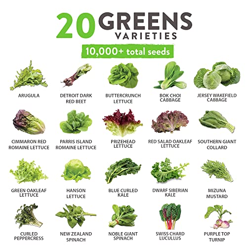 10,000+ Heirloom Lettuce Seeds for Planting Indoors 95 Germination