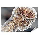 islandburner Poster Medizinische Visualisierung des menschlichen Oberkörpers und Gehirns - Standard