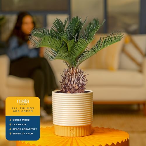 Image of Costa Farms Live Sago Palm, Easy to Grow Live Indoor Plant, Houseplant in Plant Pot, Home and Room Decor, 1 Foot Tall