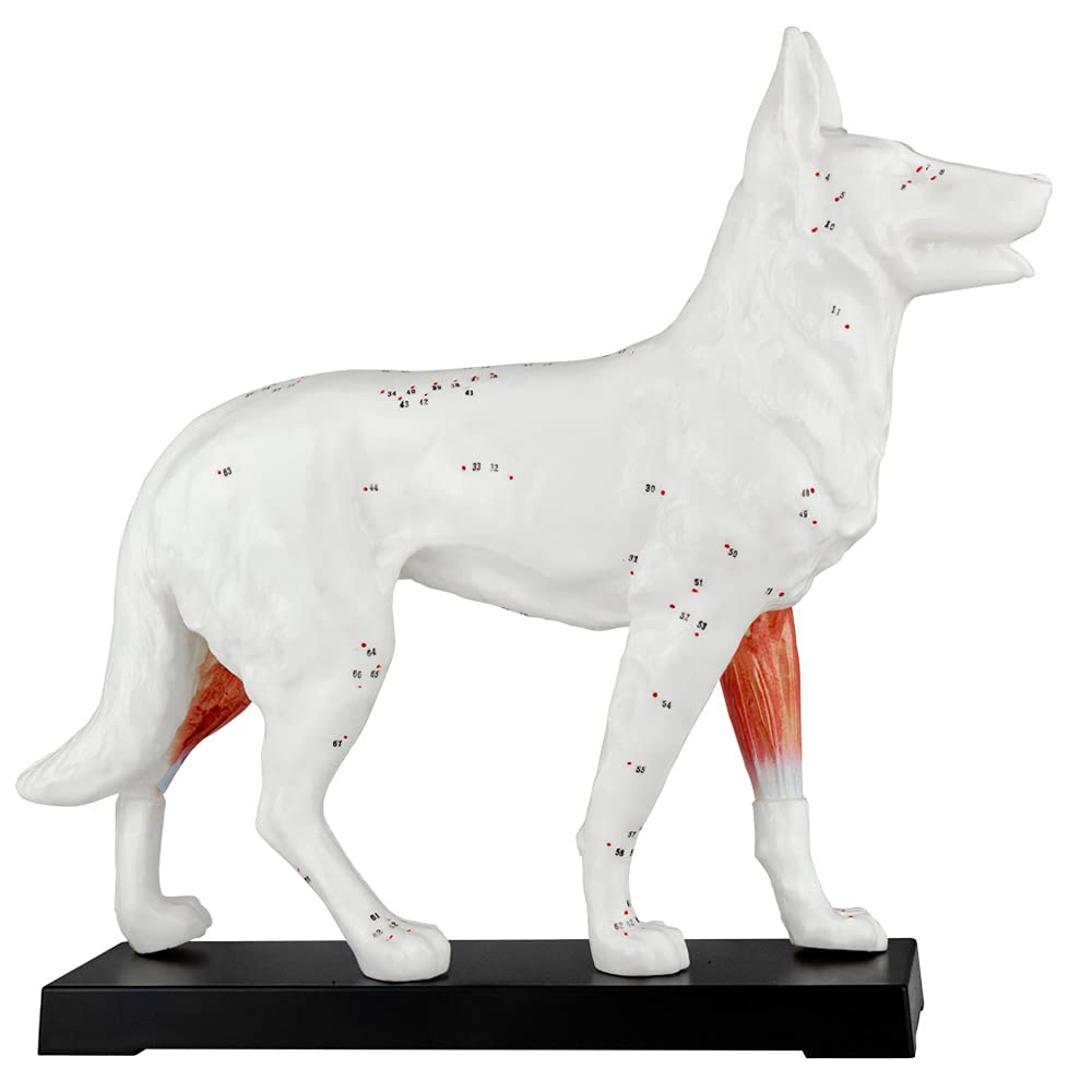 Acupuncture Anatomie Figure TCM Modèle Acupuncture Modèle Sélection Animal Chien Boeuf Cochon Cheval Chat Muscle Modèle, Modèle Animal:Chien