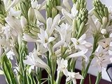 Polianthes tuberosa 'Tuberose' Single Bloom Bulbs / 5 Hardy Perennial Tubers That Produce Multiple Fragrant White Blooms in Early Fall by The Southern Bulb Company