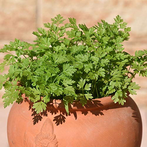 Outsidepride Chervil Culinary Herb Garden Plant Used For Its Leaves & Roots - 5000 Seeds #TOP1