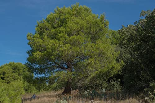 140 Semillas Pino Carrasco (Pinus Halepensis)