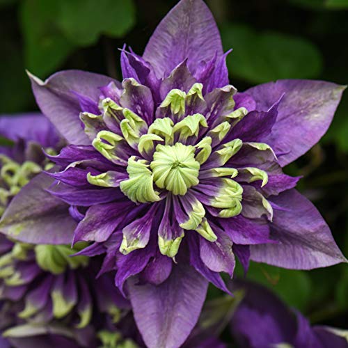 Clematis Taiga Clematis Florida Taiga Old Man’s Beard Hardy Shrub Exotic Show Stopping Climber Ideal for Walls, Fences and trellises Easy to Grow and Maintain 1 x 9cm Pot by Thompson and Morgan