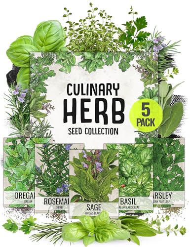 Seed Needs Italian Herb Seed Packet Collection (5 Individual Seed Varieties for Planting) Non-GMO & Untreated - Oregano, Basil, Rosemary, Sage and Parsley